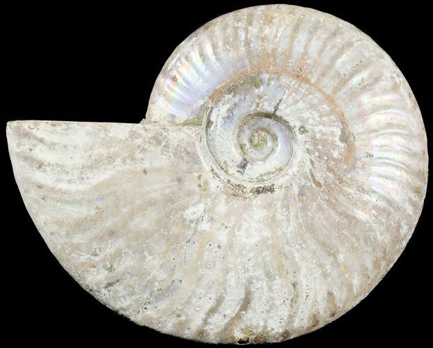 Silver Iridescent Ammonite - Madagascar #54874